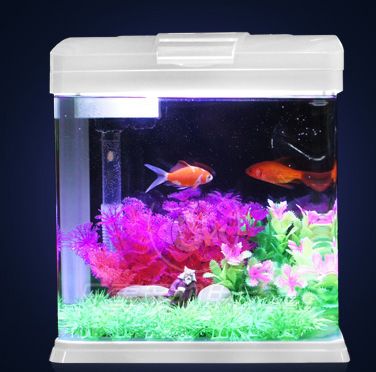 海星魚缸設計原理生態模擬水族箱設計原理生態模擬水族箱設計：海星魚缸怎么選？ 海星魚缸設計原理生態模擬水族箱設計原理生態模擬水族箱設計：海星魚缸怎么選？ 魚缸百科 第3張