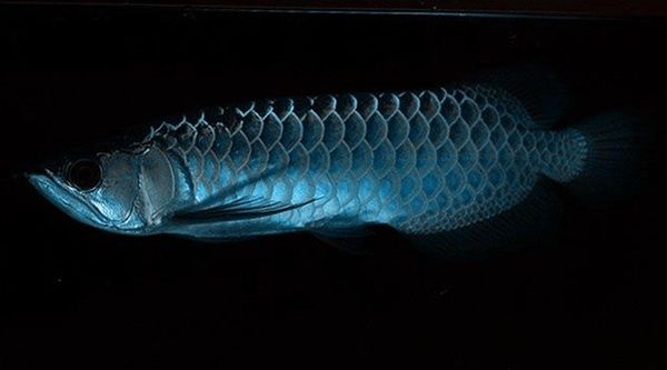 如何改善龍魚的水質(zhì)：龍魚飼料選擇指南 如何改善龍魚的水質(zhì)：龍魚飼料選擇指南 龍魚百科 第2張