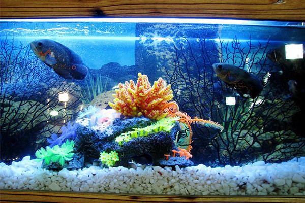 森森魚缸安裝視頻h2c：森森魚缸安裝視頻