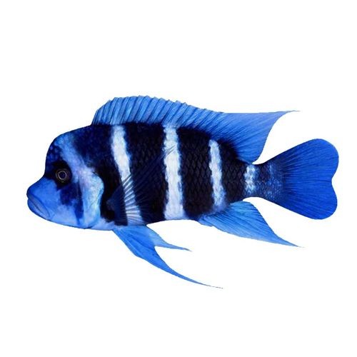 龍魚混養(yǎng)魚推薦哪種最好看