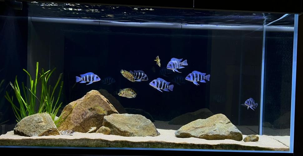 龍魚混養(yǎng)魚推薦哪種最好看