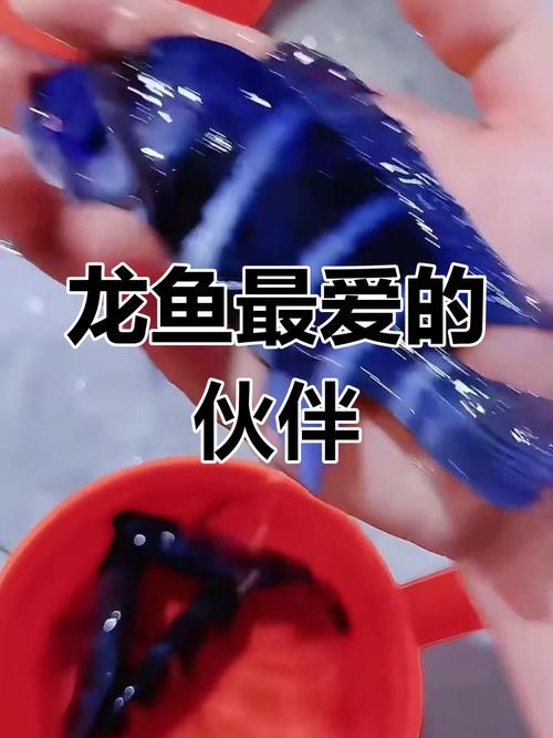 龍魚混養(yǎng)魚推薦哪種最好看