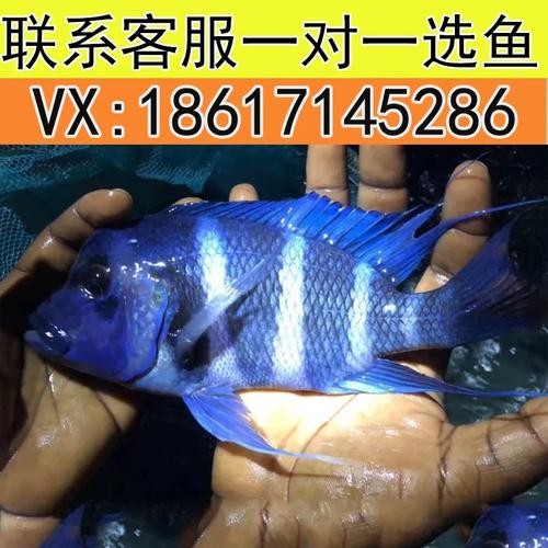 龍魚混養(yǎng)魚推薦哪種最好看