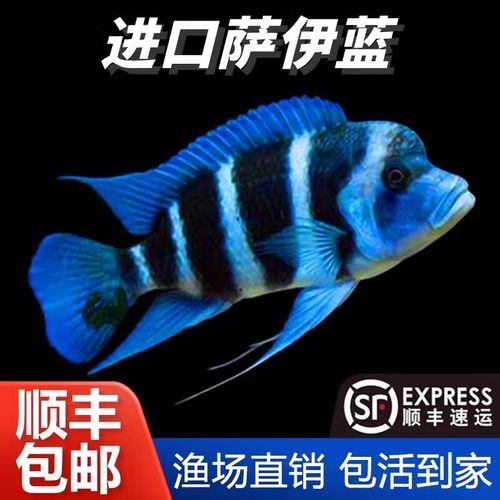 龍魚混養(yǎng)魚推薦哪種最好看