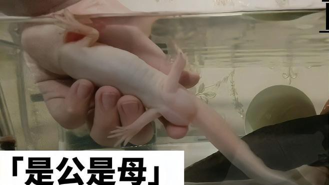 如何鑒別六角恐龍魚的雌雄？