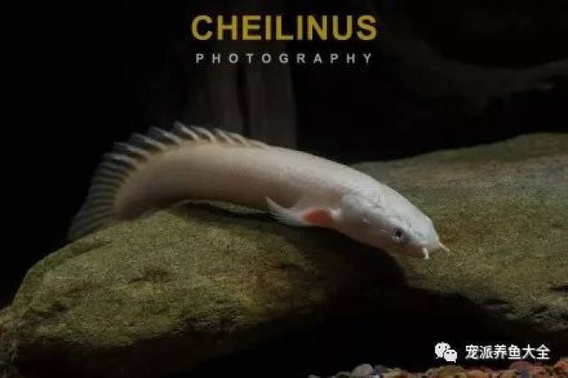 白色恐龍魚是什么