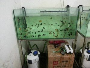 森森魚缸最新款安裝視頻:森森魚缸最新款安裝視頻詳情 魚缸百科 第1張 森森魚缸最新款安裝視頻:森森魚缸最新款安裝視頻詳情 森森魚缸最新款安裝視頻:森森魚缸最新款安裝視頻詳情 魚缸百科 第1張