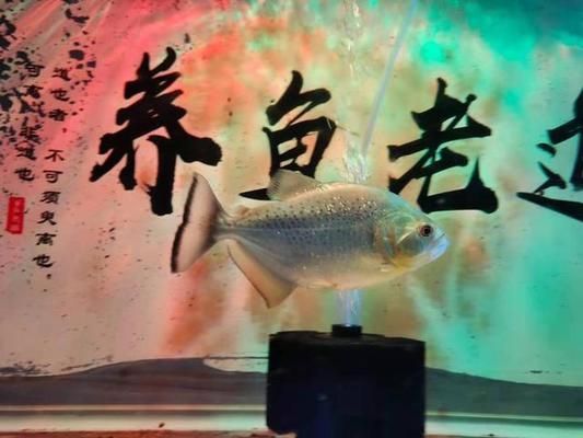 魚缸很多絮狀物：如何預(yù)防魚缸中出現(xiàn)絮狀物