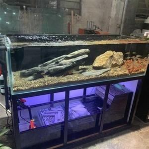 魚缸清潔與水質監測：如何清理底濾魚缸的魚屎