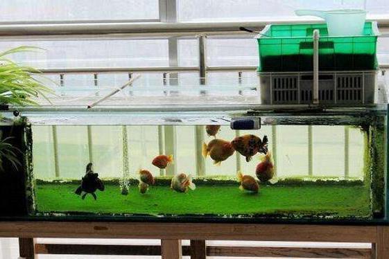 <strong><mark>武安</mark></strong>鎮666水族金魚店（<strong><mark>武安</mark></strong>水族館）