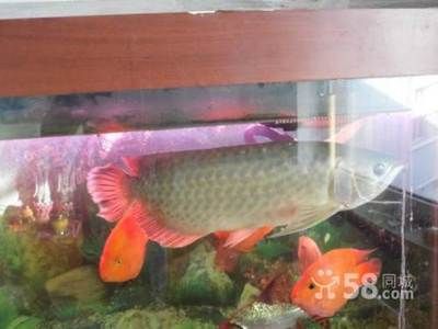 龍魚進口：印尼龍魚進口許可申請指南