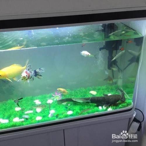 太原市迎澤區鴻旺觀賞魚店