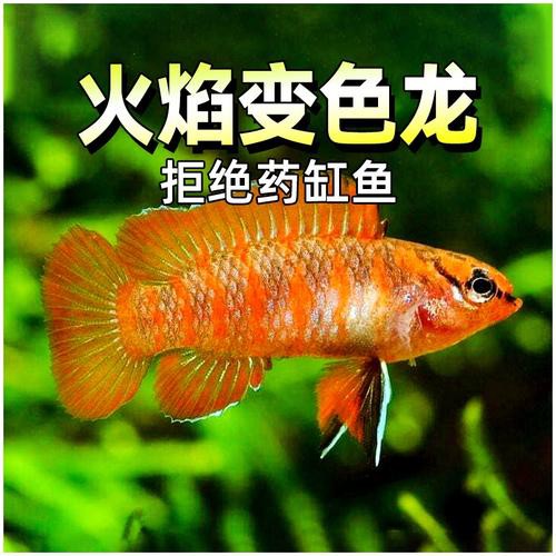 象鼻魚可以和龍魚混養嗎圖片欣賞