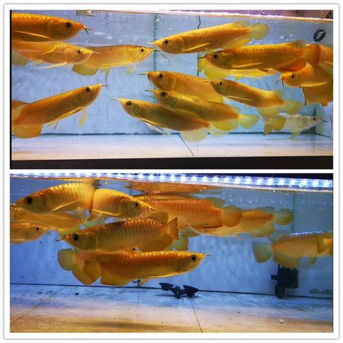 象鼻魚可以和龍魚混養嗎圖片欣賞