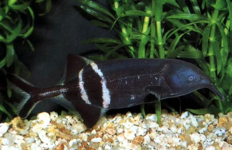 象鼻魚可以和龍魚混養嗎圖片欣賞