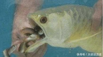 金龍魚的幼崽長什么樣，如何辨別金龍魚幼崽的性別