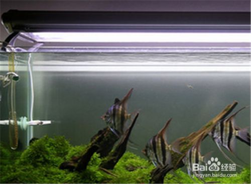 燕魚魚缸：燕魚魚缸的設計