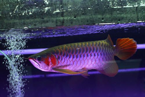 龍魚燈用什么顏色的燈好看 龍魚燈用什么顏色的燈好看 龍魚百科 第1張