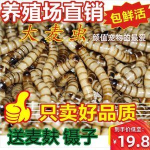 紅龍魚喂了三年大麥蟲會死嗎：紅龍魚吃大麥蟲好嗎 紅龍魚喂了三年大麥蟲會死嗎：紅龍魚吃大麥蟲好嗎 龍魚百科 第6張