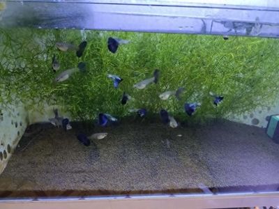 黑桃A魚飼養技巧分享，飼養黑桃a魚的技巧