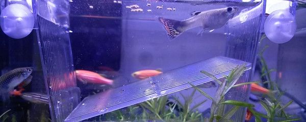 黑桃A魚飼養技巧分享，飼養黑桃a魚的技巧