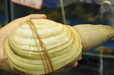 河蚌寄生蟲的防治：河蚌與魚缸寄生蟲的關系 河蚌寄生蟲的防治：河蚌與魚缸寄生蟲的關系 魚缸百科 第2張