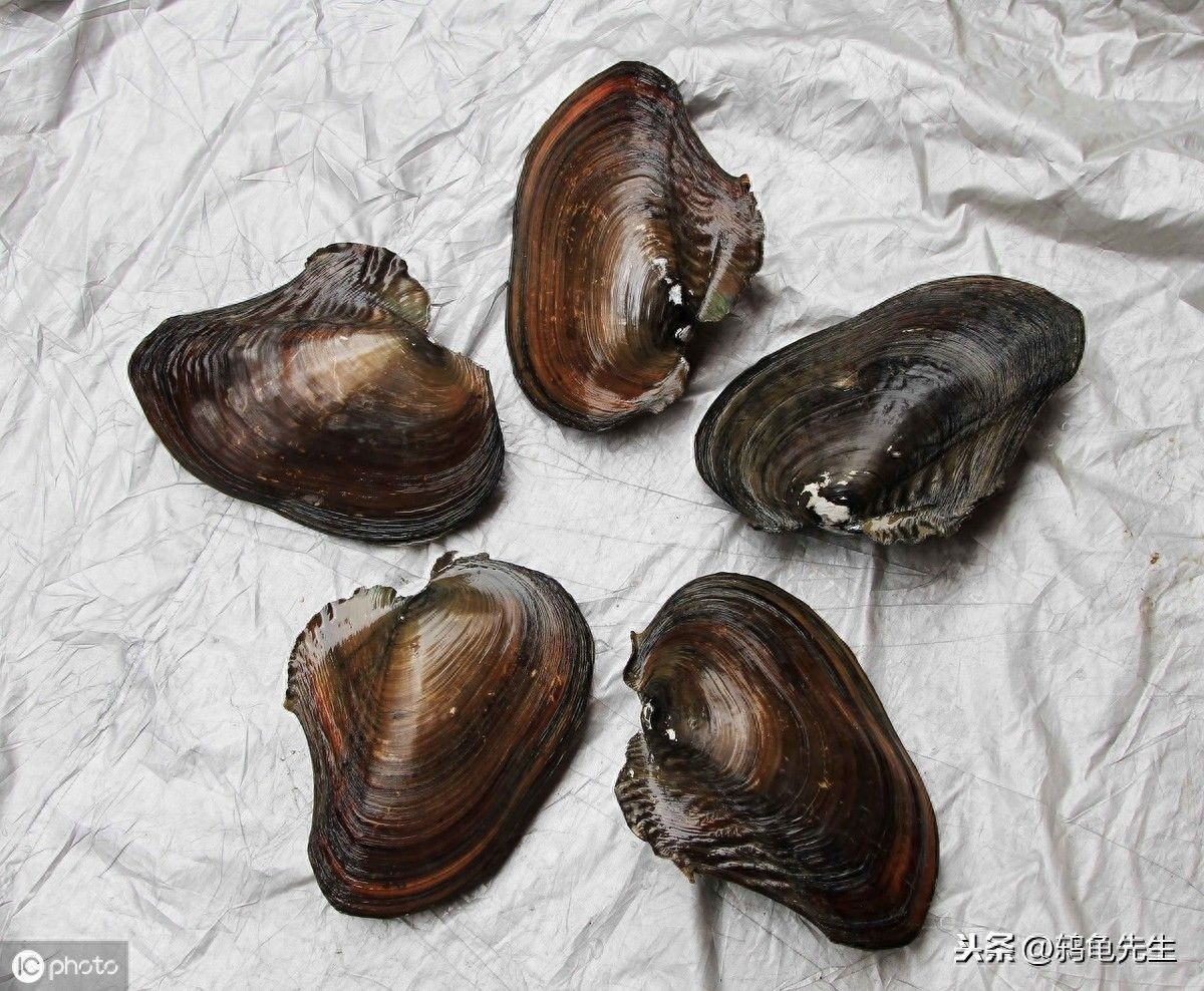 河蚌寄生蟲的防治：河蚌與魚缸寄生蟲的關系 河蚌寄生蟲的防治：河蚌與魚缸寄生蟲的關系 魚缸百科 第1張