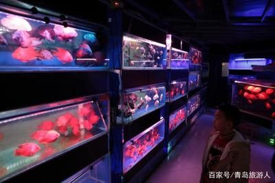 花卉市場魚缸多少錢（花卉市場里的魚缸養護秘籍：如何維護美麗的魚缸擁有美麗的魚缸）