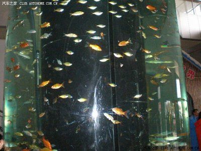 花卉市場魚缸多少錢（花卉市場里的魚缸養護秘籍：如何維護美麗的魚缸擁有美麗的魚缸）