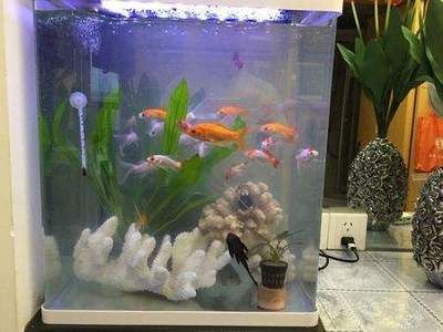 魚缸水渾濁過濾也不行是什么問題（魚缸水渾濁且過濾器不起作用）