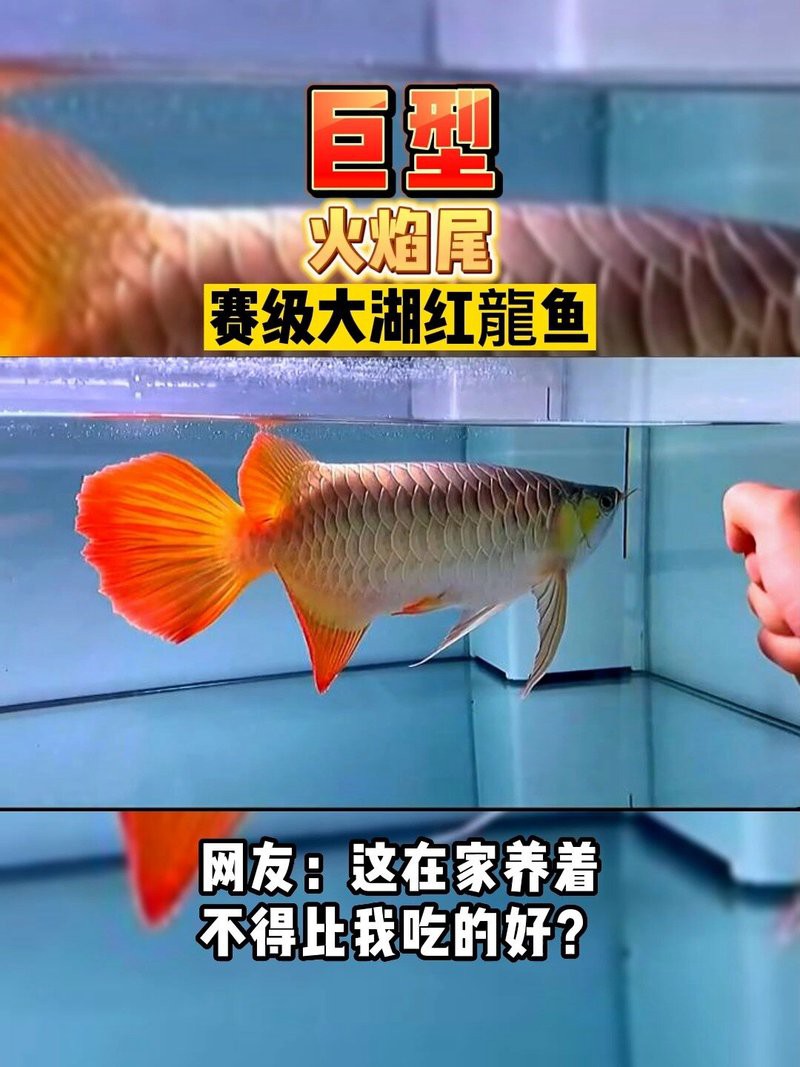 最大紅龍魚圖片高清圖 最大紅龍魚圖片高清圖 龍魚百科 第23張