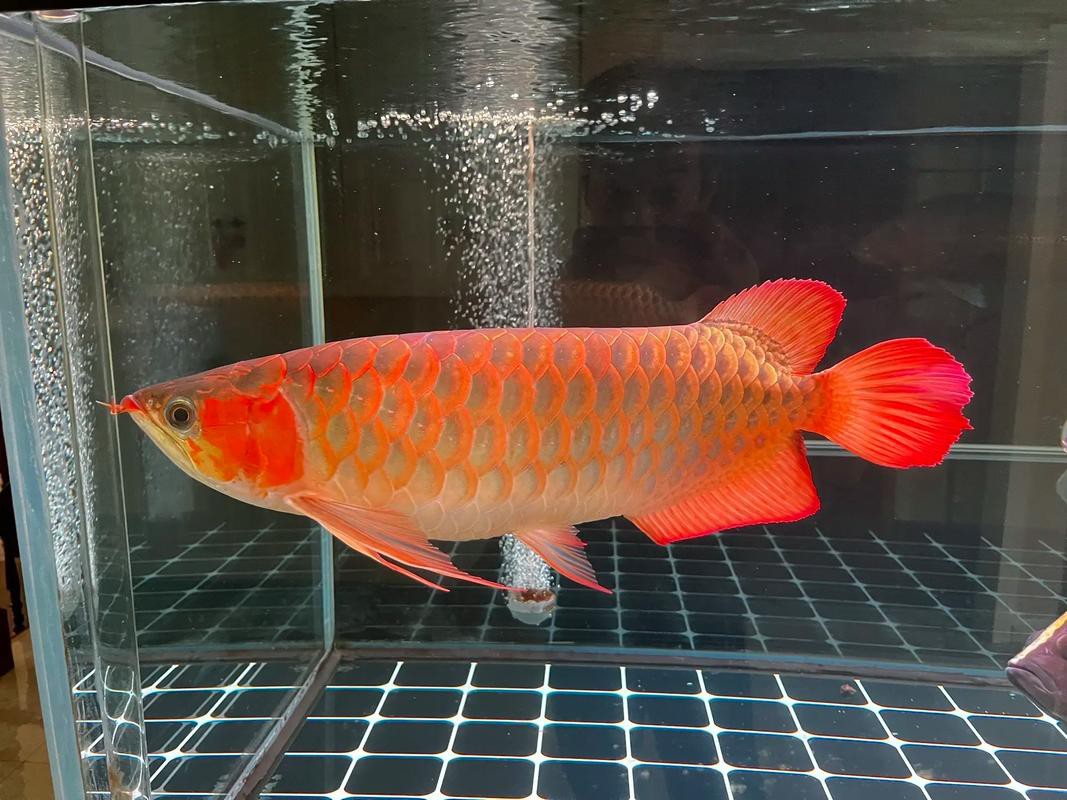 最大紅龍魚圖片高清圖 最大紅龍魚圖片高清圖 龍魚百科 第3張