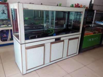 紅龍魚可以在水族箱繁殖嗎：紅龍魚可以在水族箱中繁殖嗎，紅龍魚在水族箱中可以繁殖嗎