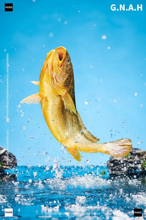 黃龍魚圖片大全