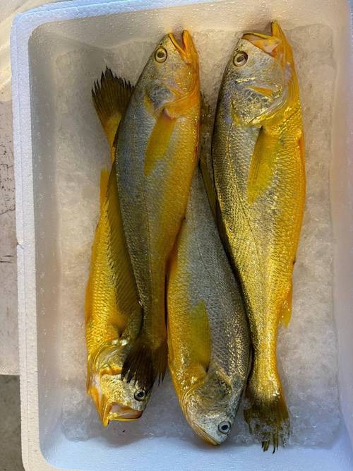黃龍魚圖片大全
