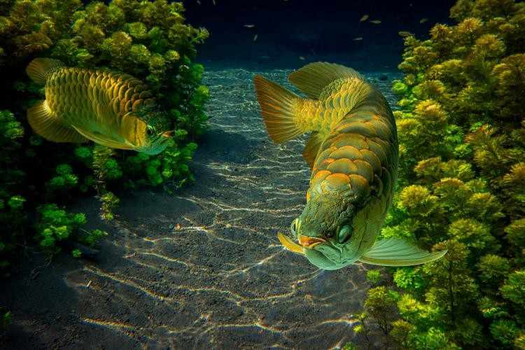 黃龍魚圖片大全