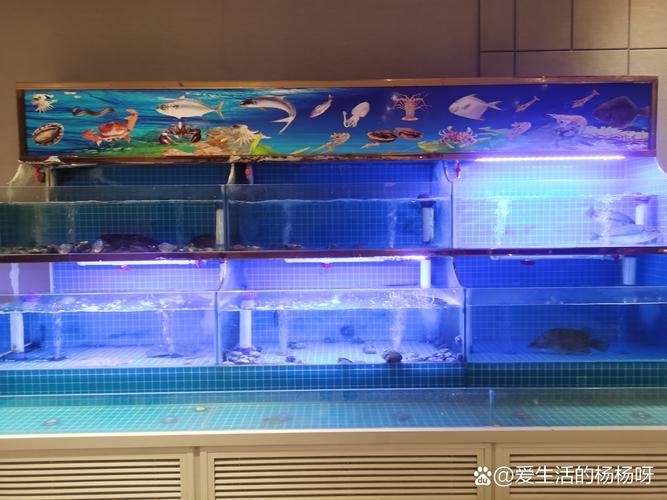 黃龍魚圖片大全
