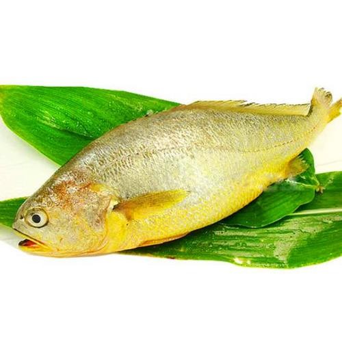 黃龍魚圖片大全