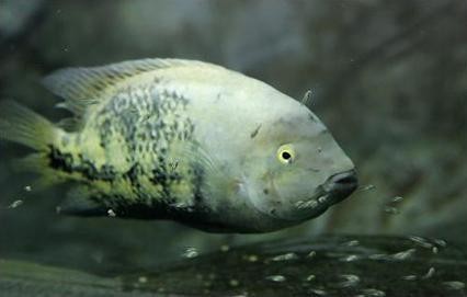 黃龍魚圖片大全