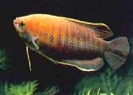 黃龍魚圖片大全