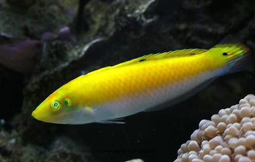 黃龍魚圖片大全