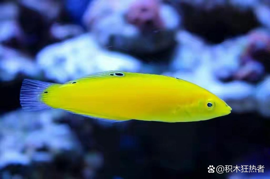 黃龍魚圖片大全