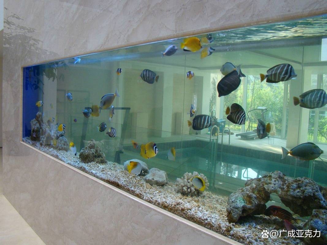 黃龍魚圖片大全