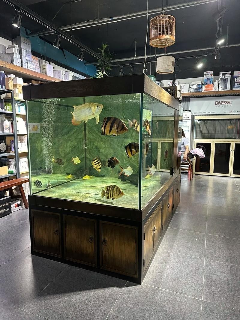 黃龍魚圖片大全