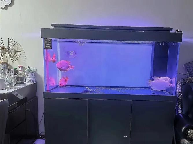 黃龍魚圖片大全