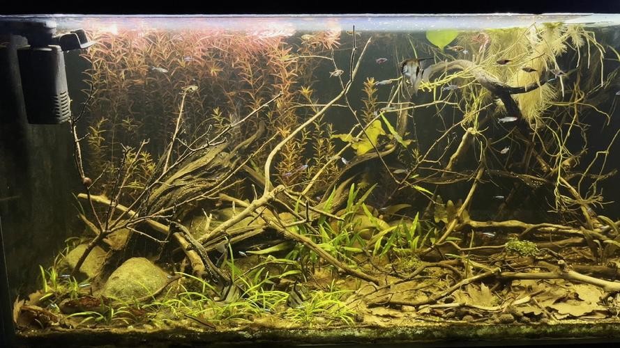 黃龍魚圖片大全