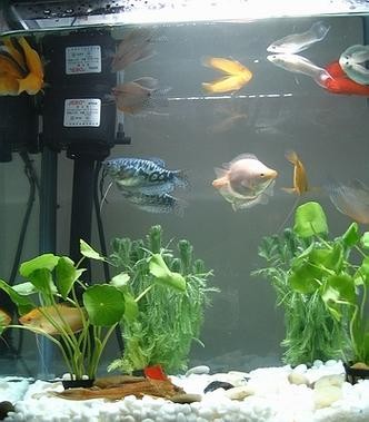 黃龍魚圖片大全