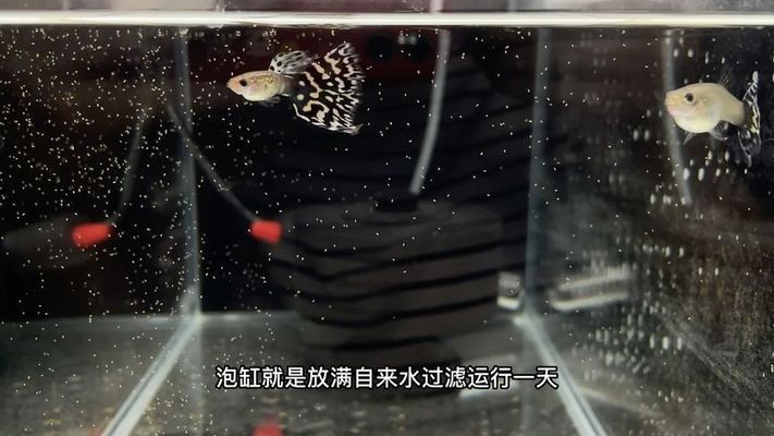 新魚缸開缸前如何準(zhǔn)備：新魚缸開缸前準(zhǔn)備工作