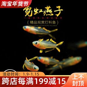 燈魚群游所需的魚缸大小有一定的標準是根據搜索結果得出的信息：如何打造南美曠野風格魚缸