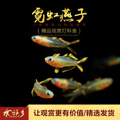 燈魚群游所需的魚缸大小有一定的標準是根據搜索結果得出的信息：如何打造南美曠野風格魚缸